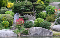 Arbes jardin japonais