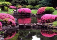 Ogrody japońskie na świecie – drzewko bonzai