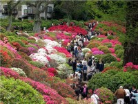 Tłum gapiów podziwiający kwitnące azalie japońskie