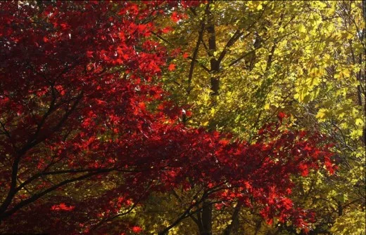 Ogród botaniczny Uniwersytetu Warszawskiego w barwach jesieni