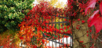 Barwy jesieni witają gości i przechodniów na ulicy – artystycznie opleciona bramka pnączem ...