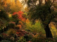 Późna jesień uchwycona w dużym ogrodzie o nieregularnej powierzchni z licznymi nasadzeniami