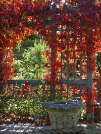Jesienne pnącza w barwach jesieni – czerwień na werandzie
