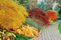 Ogród jesienny z kulistymi krzewami – pomysłowo rozmieszczone różnobarwne nasadzenia wokół ...