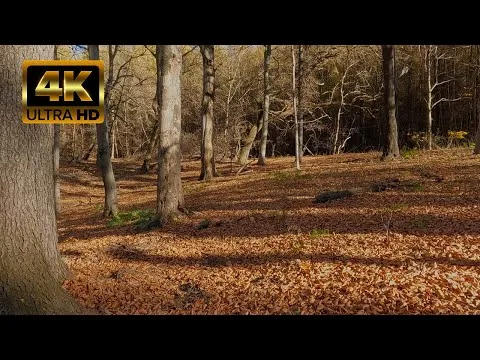 Jesienny spacer po lesie w 4K | 1h spaceru z dźwiękami natury i śpiewem ptaków. Skały i zamek. A ...